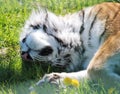 Siberian tiger sleeping in the grass Royalty Free Stock Photo