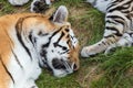 Siberian tiger sleeping in the grass Royalty Free Stock Photo