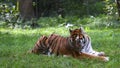 Siberian tiger sleeping in a park Royalty Free Stock Photo