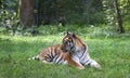 Siberian tiger sleeping in a park Royalty Free Stock Photo