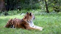 Siberian tiger sleeping in a park Royalty Free Stock Photo