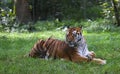 Siberian tiger sleeping in a park Royalty Free Stock Photo