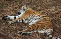 Siberian tiger sleeping Royalty Free Stock Photo