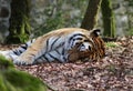 Siberian tiger sleeping Royalty Free Stock Photo