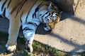 Siberian tiger sleeping in the shade Royalty Free Stock Photo