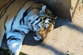 Siberian tiger sleeping in the shade Royalty Free Stock Photo