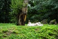 Siberian tiger sleeping Royalty Free Stock Photo