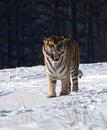 Siberian Tiger Snarling Royalty Free Stock Photo