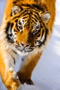 siberian tiger on the snow