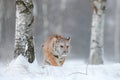 Siberian tiger in snow fall. Amur tiger running in the snow. Tiger in wild winter nature. Action wildlife scene with danger animal