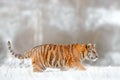 Siberian tiger in snow fall. Amur tiger running in the snow. Tiger in wild winter nature. Action wildlife scene with danger animal Royalty Free Stock Photo