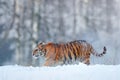 Siberian tiger in snow fall. Amur tiger running in the snow. Tiger in wild winter nature. Action wildlife scene with danger animal