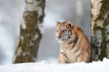 Siberian tiger in snow fall. Amur tiger running in the snow. Tiger in wild winter nature. Action wildlife scene with danger animal