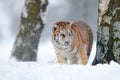 Siberian tiger in snow fall. Amur tiger running in the snow. Tiger in wild winter nature. Action wildlife scene with danger animal Royalty Free Stock Photo