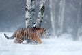 Siberian tiger in snow fall. Amur tiger running in the snow. Tiger in wild winter nature. Action wildlife scene with danger animal