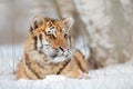 Siberian tiger in snow fall, birch tree. Amur tiger sitting in snow. Tiger in wild winter nature. Action wildlife scene with dange Royalty Free Stock Photo