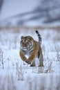 Siberian tiger in snow Royalty Free Stock Photo
