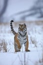 Siberian tiger in snow Royalty Free Stock Photo