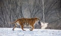 Siberian tiger on a snowy glade with prey. China. Harbin. Black and white. Mudanjiang province. Hengdaohezi park.
