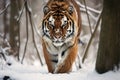 Siberian tiger in a snowy landscape Royalty Free Stock Photo