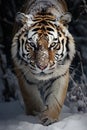 a Siberian tiger in a snowy landscape Royalty Free Stock Photo