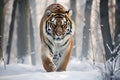 Siberian tiger in a snowy landscape Royalty Free Stock Photo