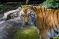 Siberian tiger is standing in a small pond Royalty Free Stock Photo