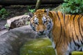 Siberian tiger is standing in a small pond Royalty Free Stock Photo