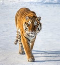 Siberian tiger is standing on a snowy glade. China. Harbin. Mudanjiang province. Hengdaohezi park.