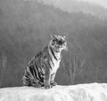 Siberian tiger is standing on a snowy hill on a background of winter trees. Black and white. China. Harbin. Royalty Free Stock Photo