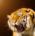 siberian tiger roaring on a dark background Royalty Free Stock Photo