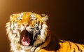 siberian tiger roaring on a dark background. Sun light Royalty Free Stock Photo