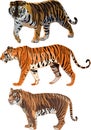 Siberian Tiger,Sumatran Tiger, Bengal tiger Royalty Free Stock Photo