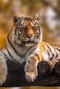 Siberian tiger on sunny blurred background Royalty Free Stock Photo