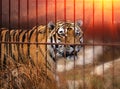 Siberian tiger at sunset Royalty Free Stock Photo