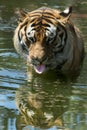 Siberian Tiger Royalty Free Stock Photo