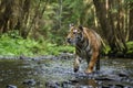 Siberian Tiger Royalty Free Stock Photo