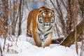 a siberian tiger traversing a snowy landscape in a large enclosure Royalty Free Stock Photo