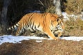 Siberian tiger walking along tree edge