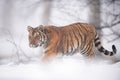 Siberian tiger walking in the cold winter weather. Snow and foggy weather.