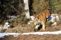 Siberian tiger walking out of the forest trees Royalty Free Stock Photo