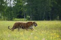 Siberian Tiger