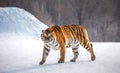 Siberian tiger walks in a snowy frost. Very unusual image. China Harbin. Mudanjiang province. Hengdaohezi park. Royalty Free Stock Photo