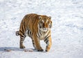 Siberian tiger walks in a snowy frost. Very unusual image. China Harbin. Mudanjiang province. Hengdaohezi park. Royalty Free Stock Photo