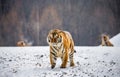 Siberian tiger walks in a snowy frost. Very unusual image. China Harbin. Mudanjiang province. Hengdaohezi park. Royalty Free Stock Photo