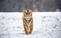 Siberian tiger walks in a snowy frost. Very unusual image. China Harbin. Mudanjiang province. Hengdaohezi park. Royalty Free Stock Photo