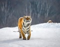 Siberian tiger walks in a snowy frost. Very unusual image. China Harbin. Mudanjiang province. Hengdaohezi park. Royalty Free Stock Photo