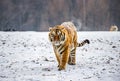 Siberian tiger walks in a snowy frost. Very unusual image. China Harbin. Mudanjiang province. Hengdaohezi park. Royalty Free Stock Photo