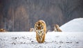 Siberian tiger walks in a snowy frost. Very unusual image. China Harbin. Mudanjiang province. Hengdaohezi park. Royalty Free Stock Photo