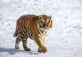 Siberian tiger walks in a snowy frost. Very unusual image. China Harbin. Mudanjiang province. Hengdaohezi park. Royalty Free Stock Photo